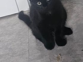 2 klein Katzen jungs 12 wochen alt suchen noch ein Zuhause