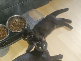 2 Katzen Kinder 12 Wochen suchen noch