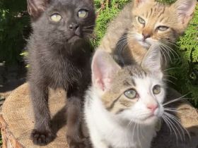 Katzenbabys Kitten Bengal x EKH