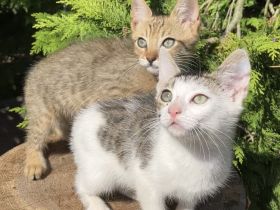 2 Katzenbabys Kitten Bengal x EKH
