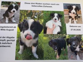 Welpen