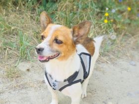 Kleine Sisa sucht kuscheliges Körbchen