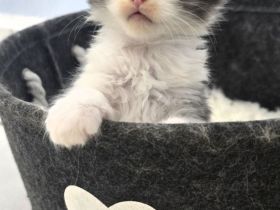 Sehr anhängliche Maine Coon Kätzchen
