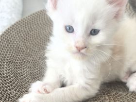 Maine Coon Kitten red silver shaded