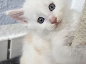 Maine Coon Kitten red silver shaded