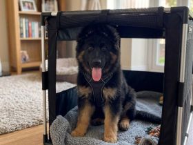 Deutscher Schäferhundwelpe