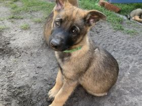 Schäferhund Mischlinge: kleine Herzensbrecher - 2 traumhafte Rüden abzugeben