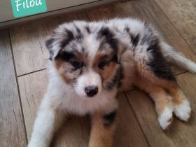Austrailian Shepherd  Welpen