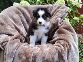 Austrailian Shepherd  Welpen