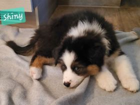 Austrailian Shepherd  Welpen