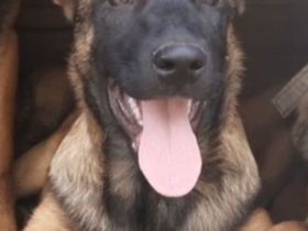 Malinois Welpen Belgischer Schäferhund Ostdeutsche DDR Linie Familienhund Schutzhund Wachhund