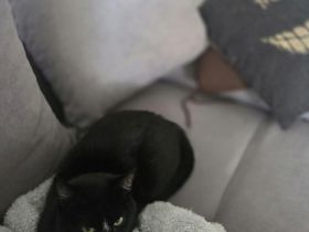 Süße Katze sucht liebevolles Zuhause