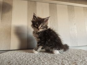 Maine Coon Kitten