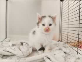 Maine Coon Kitten