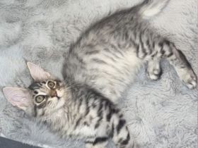 Liebevolles Zuhause für unseren Maine Coon Kater gesucht?