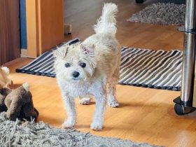 Toto sucht ein neues Zuhause