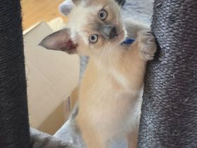 Wunderschöne Siam Kitten bluepoint