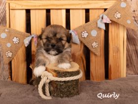 reinrassige Lhasa apso Welpen