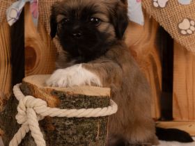 Lhasa apso Welpen geb. 13.07.2026