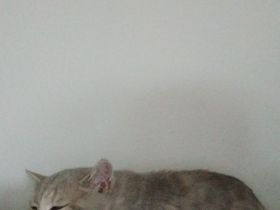 BKH Weibchen sucht Traumzuhause
