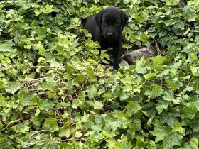 Labrador x Rhodesien Ridgeback