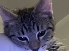 Kitten suchen neues Zuhause