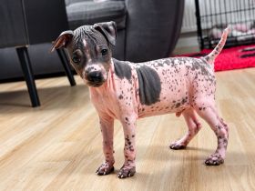 American Hairless Terrier