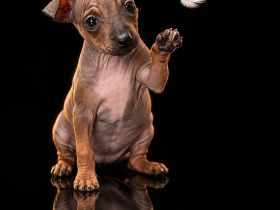 American Hairless Terrier