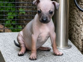 American Hairless Terrier