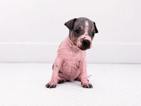 American Hairless Terrier