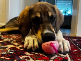 Zuhause gesucht für Peach
