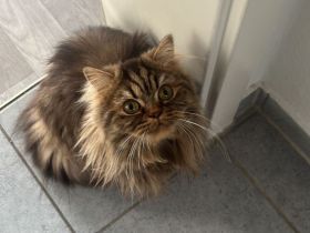 Liebevolles Zuhause für unsere British Langhaar Katze gesucht