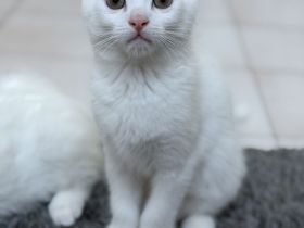 Zwei schneeweiße Kitten suchen gemeinsam ihr Für-immer-Zuhause