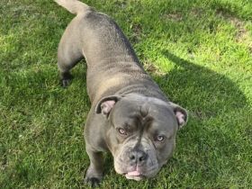 American Bully mit ABKC-Papieren