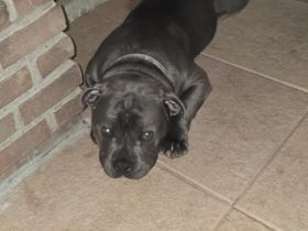 American Bully mit ABKC-Papieren