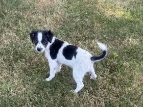 Zoe sucht ein kuscheliges Körbchen