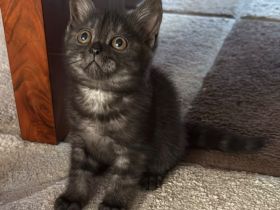 Reinrassige BKH Kitten suchen liebevolles Zuhause