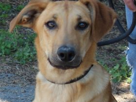 Giraffe, weiblicher Schäferhund-Mix