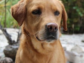 Oscar, männlicher Labrador-Mix