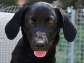 Pixel, männlicher Schäferhund-Mix