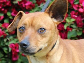 Rolo, männlicher Terrier-Mix