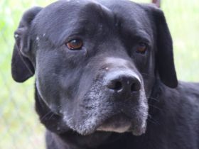 Ted, männlicher Labrador-Mix