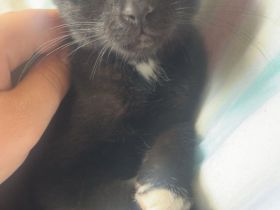 Katze Nala 1 Jahr
