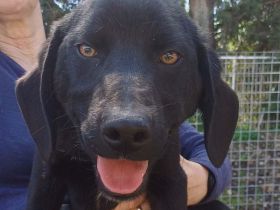 Oreo, männlicher Schäferhund-Mix
