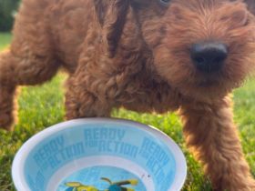Abgabebereit - Labradoodle F1bb Welpen in Apricot-Red & Red