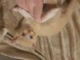 Wunderschöne BLH/BKH Kitten suchen Dich!