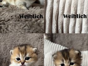 Britisch Kurzhaar/ Britisch Langhaar Kitten abzugeben 🐾
