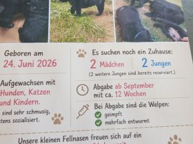 Schafpudel Labradormischlinge