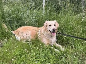 Labra-(Golden-)Doodle Welpen