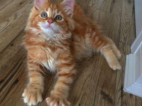 Maine Coon Kitten
